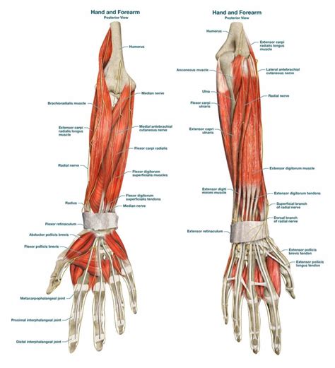Hand And Forearm Muscle Anatomy Anterior View And Posterior View