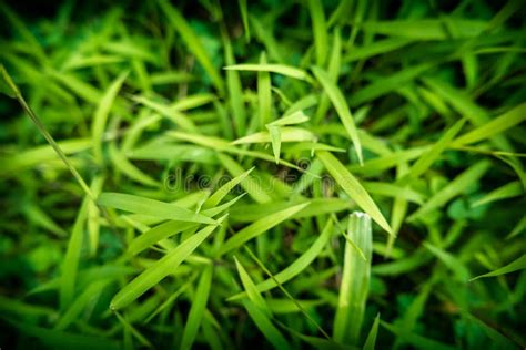 Top View Of Grasses Stock Image Image Of Neighbourhood 95965279