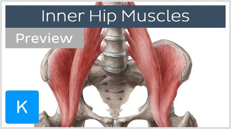 Inner Hip Muscles Preview Human Anatomy Kenhub Youtube