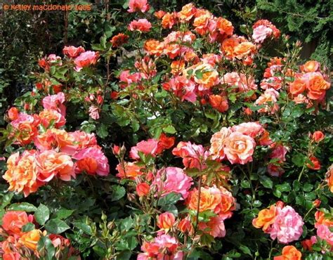 Plantfiles Pictures Floribunda Rose Disneyland Rose Rosa By Kell