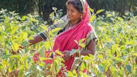 How Indian Women Farmers Are Becoming Agripreneurs Mint