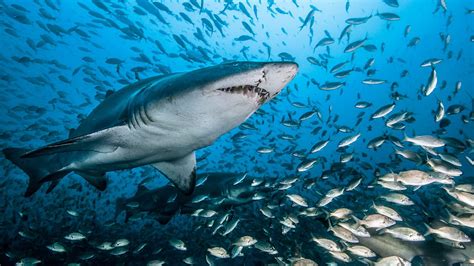 Ocean Underwater World Shark Fish Water Beautiful Hd