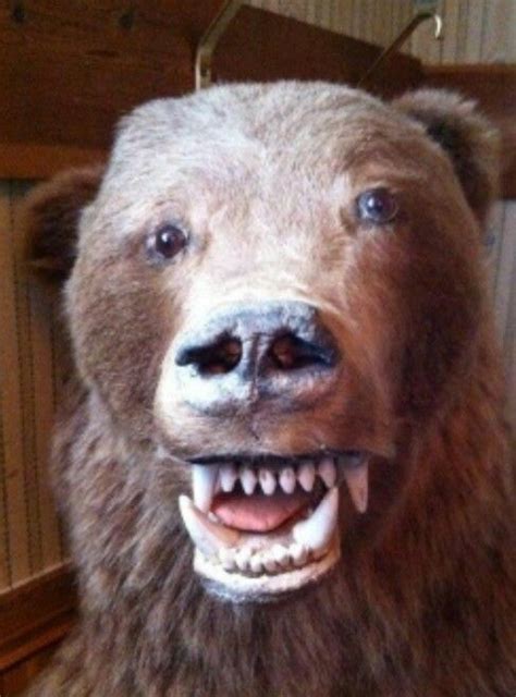 Bad Taxidermy Bad Taxidermy Funny Taxidermy Taxidermy