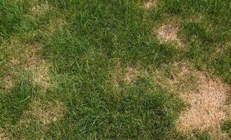 How To Identify 5 Common Lawn Diseases