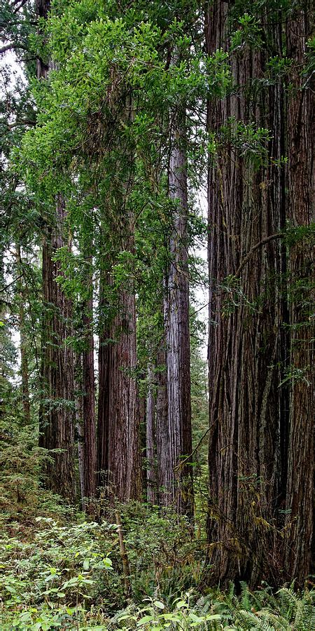 Jurassic Trees Redwood National Park Photograph By Kj Swan Fine Art