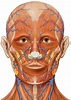 Human Face Anatomy Diagram Muscles Of The Face Human - vrogue.co