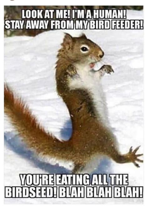 Funny Squirrel Meme Funny Animals Cute Animals Cute Funny Animals