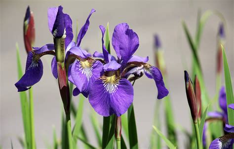 How To Replant Irises Dutchgrown