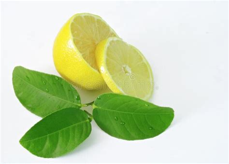 Freshness Lemon Slice Stock Photo Image Of Fresh Orange 235145584