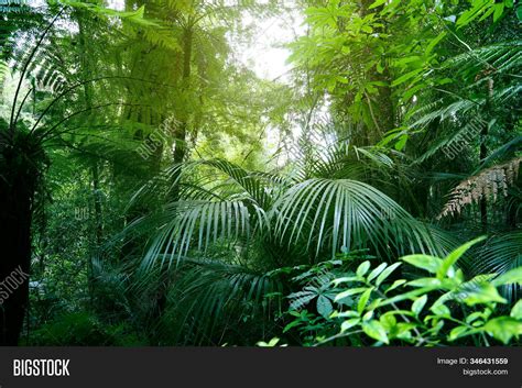 Tree Canopy Tropical Image And Photo Free Trial Bigstock