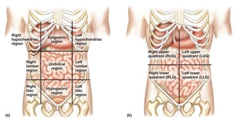 In anatomy and physiology, you'll learn about the four abdominal quadrants and nine abdominal regions. The abdomen can be divided into quadrants by two ...