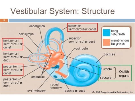 The Vestibular System