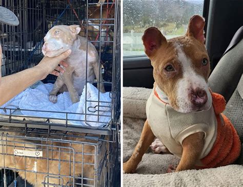 Dogs Before And After Rescue Are A Beautifully Powerful Sight