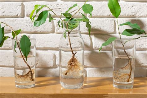 10 Plants That Grow In Water Wild Plantage The Houseplants