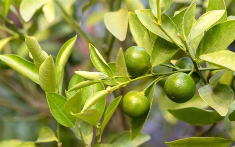 Calamansi Juice Health Benefits Why You Need To Try It