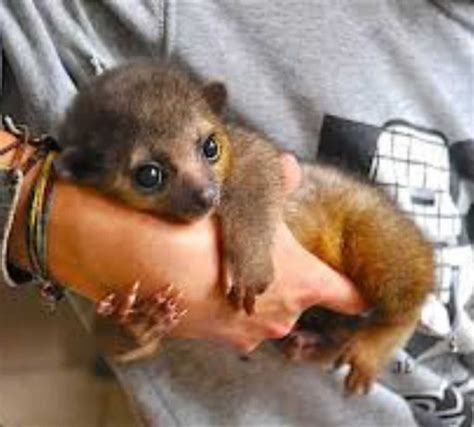 Baby Rare Cute Exotic Animals Cute Animals