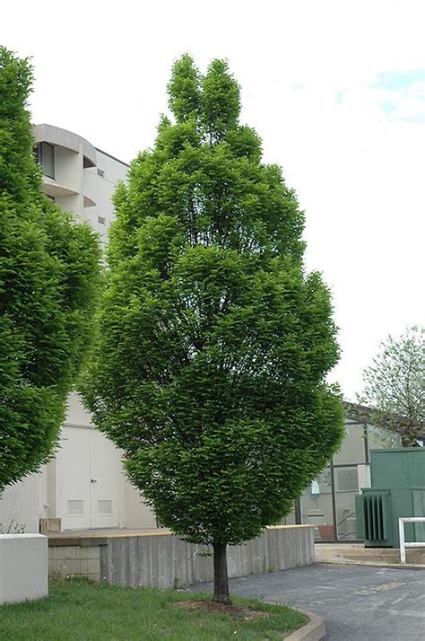 Hornbeam Columnar Fastigiata Shade Trees Trees Plants