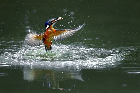 Desktop Wallpapers Common Kingfisher Birds Water Splash Animal