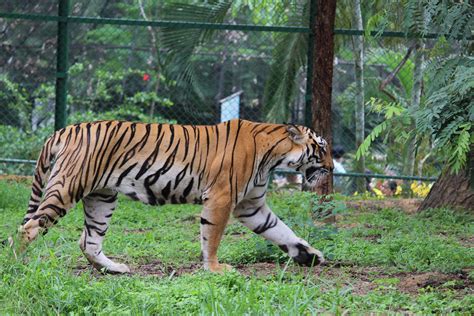 Filebengal Tiger Walking Nt 19 Wikimedia Commons