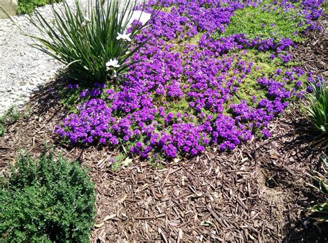 Plz Help Id This Ground Cover Small Purple Flowers Whatsthisplant
