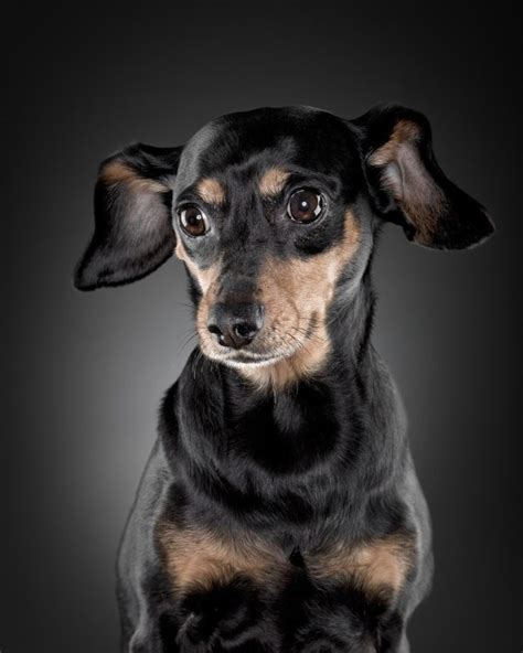 25 Inspirational Dog Portrait Photographs
