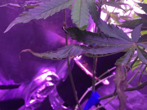 Leaves Turning Black Thcfarmer Cannabis Cultivation Network