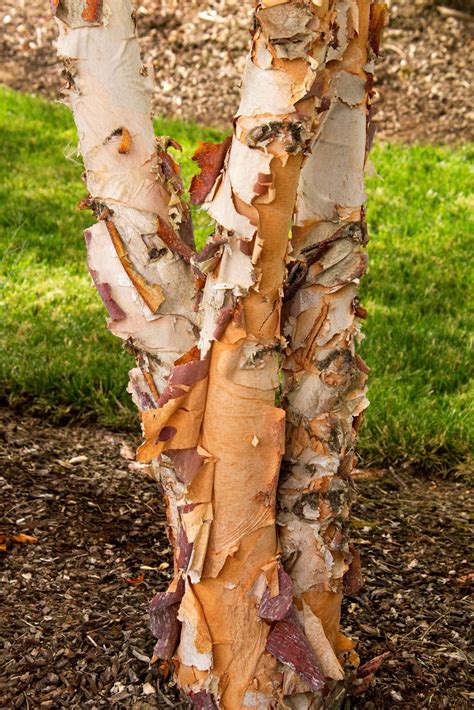 The tree assembles in just 15 minutes with no special tools needed. 'The peeling, paper-like bark' tree | Columns ...