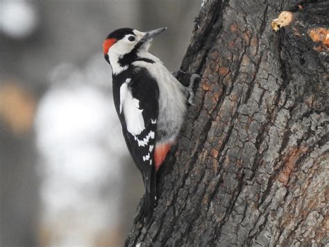 Syrian Woodpecker Ebird