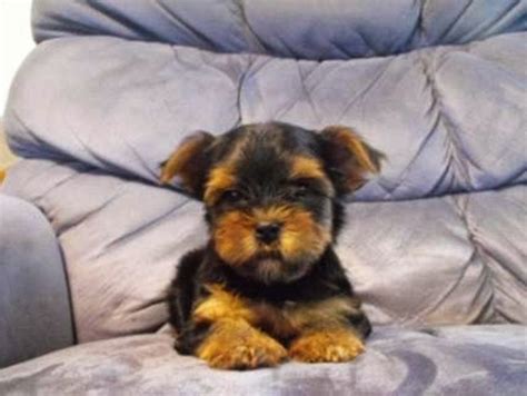 Beautiful Yorkie Puppies 8 To 12 Weeks Old Puppies For Sale