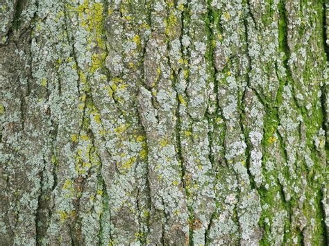 Rough Mossy Tree Bark Texture Textures Creative Market