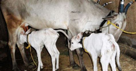 Scientists Genetically Modify Cows To Produce Healthier Milk