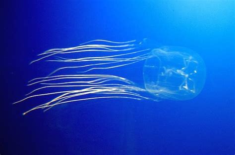 Box Jellyfish O Cubozoa La Medusa Più Velenosa Del Mondo Che Ha Ucciso