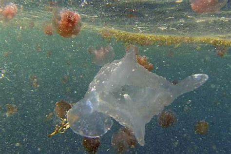 Giant New Species Of Lethal Jellyfish Discovered In Australian Waters