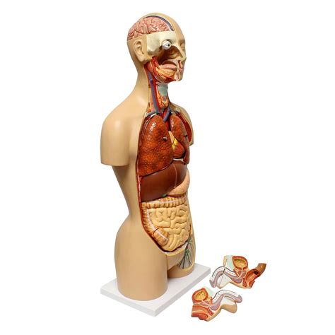 Buy Monmed Human Torso Model Life Size Human Body Model Anatomy Doll