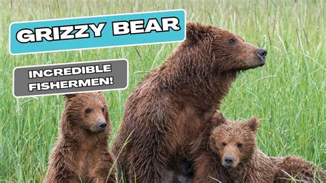 Untamed Giants Incredible Facts About Grizzly Bears Youtube