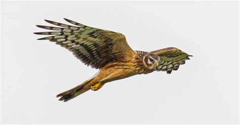 Third Brood Management Hen Harrier Goes Missing Birdguides