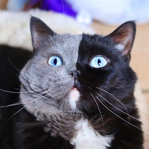Narnia The Two Faced Cat Becomes Father To Kitten In Each Of His Colors