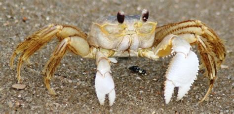 Invertebrates Facts Characteristics Anatomy And Pictures Crab