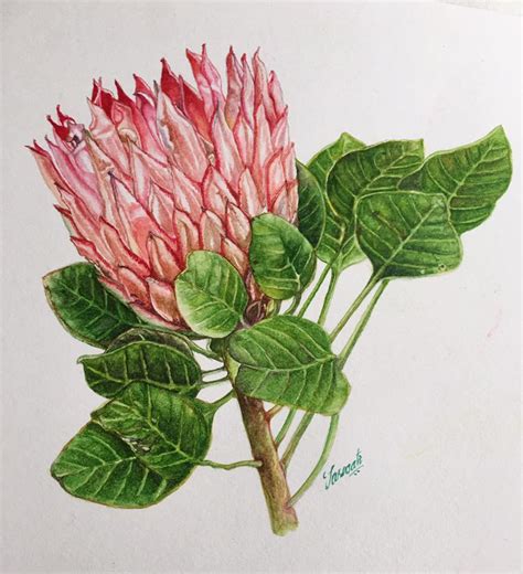 Doodlewash Watercolor Botanical Painting Tutorial