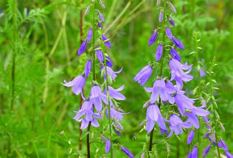 Knölklocka Campanula rapunculoides BoGrönt