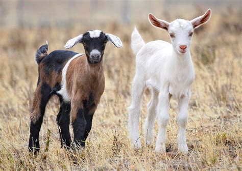 Filebaby Goats Jan 2007 Crop Wikipedia