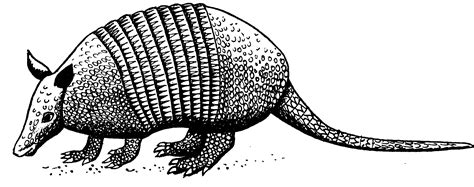 Armadillo Clipart Black And White Clip Art Library Images And Photos