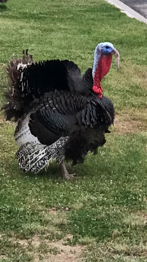 Pet Turkey Becomes The Star Of A Victorian Town 3aw