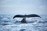 Kauai Hawaii Whale Watching Tours Images