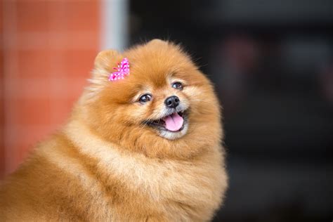How Much Is A Pomeranian Dog Uk Pets Lovers