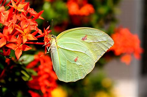 Brimstone Butterfly Yellow Free Photo On Pixabay Pixabay