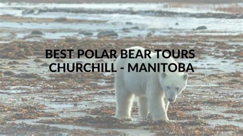 3 Amazing Polar Bear Tours From Churchill Manitoba What Tour Should