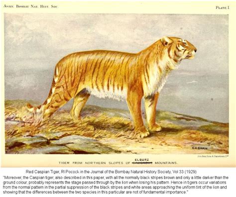 Caspian Tiger Big Cats Rare Cats Tiger Art