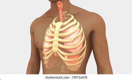 Their functions are to contain the thorax, … Sternum Images, Stock Photos & Vectors | Shutterstock