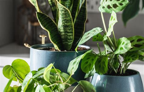 10 Best Low Light Indoor Plants Indoor Plants